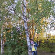 ���������� �������������, ���� ������� ������, 59 ���, ������������ ��� c�������� ���������, ���������