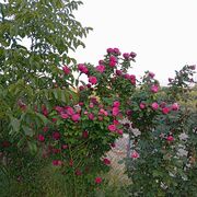 ���������� ����, ���� ������� ����, 40 ���, ������������ ��� ������, ����� � ���������