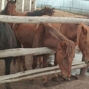 ���������� ������, ���� ������� ����, 40 ���, ������������ ��� c�������� ���������