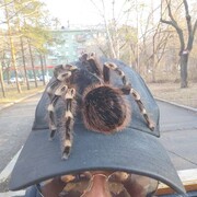 ���������� ������������, ���� ������� ������, 32 ����, ������������ ��� ������, ����� � ���������, ���������