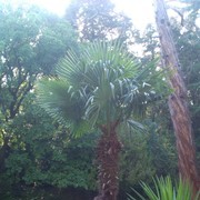 ���������� �����������, ���� ������� ������, 37 ���, ������������ 