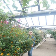  ,   , 50 ,   ,   , c 