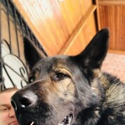 ���������� ����, ���� ������� �������, 38 ���, ������������ ��� ������, ����� � ���������