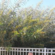 ,   Urik, 62 ,   ,   