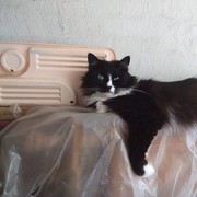 ���������� �������, ���� ������� ���������, 62 ����, ������������ ��� ������, ����� � ���������, c�������� ���������