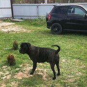 ���������� ������, ���� ������� ��������, 46 ���, ������������ ��� ����� � ���������, c�������� ���������