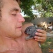 ���������� ������ ���, ���� ������� ���������, 40 ���, ������������ ��� ������