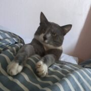 ���������� ������, ���� ������� Nadin, 52 ����, ������������ ��� ������, ����� � ���������