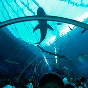 ���������� ���������, ���� ������� ����, 42 ����, ������������ ��� ������, ����� � ���������, c�������� ���������