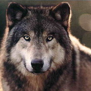 ���������� ������, ���� ������� �����, 35 ���, ������������ ��� ������, ����� � ���������, c�������� ���������