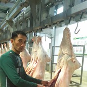 QOY GOSHTIDAN OLILAR