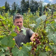 ���������� �������, ���� ������� Gela, 60 ���, ������������ ��� ����� � ���������, c�������� ���������, ���������