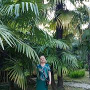 ���������� ����������, ���� ������� ��������, 65 ���, ������������ ��� ������, ����� � ���������, c�������� ���������, ���������