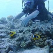 ���������� ������, ���� ������� �����, 44 ����, ������������ 