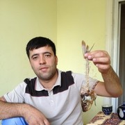 ���������� ���������, ���� ������� Komil, 37 ���, ������������ ��� ������