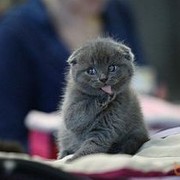 ���������� ������, ���� ������� Aidar, 41 ���, ������������ ��� ������