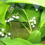  ,    k, 50 ,     , c 