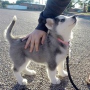 ���������� ����, ���� ������� Zloy, 37 ���, ������������ ��� ������, ����� � ���������, c�������� ���������