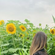 ���������� ������, ����