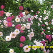  ,   MASO, 36 ,   ,   , c 