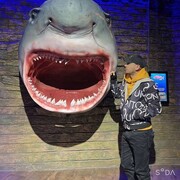 ���������� �������, ���� ������� �����, 37 ���, ������������ ��� ������