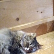 ���������� �����-���������, ���� ������� �������, 35 ���, ������������ ��� ������, ����� � ���������