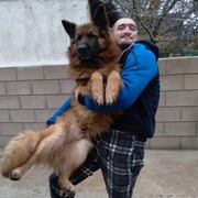 ���������� �����������, ���� ������� �������, 37 ���, ������������ ��� ������, ����� � ���������, c�������� ���������