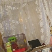 ���������� ������, ���� ������� ������, 43 ����, ������������ ��� ������, ����� � ���������, c�������� ���������