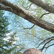 ���������� �����������, ���� ������� �����, 43 ����, ������������ ��� ������, ����� � ���������