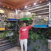 ���������� ���������, ���� ������� Baur, 45 ���, ������������ ��� ������, ����� � ���������