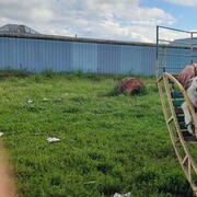  ,   Dimitrikuss, 40 ,   ,   , c , 