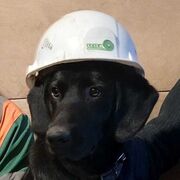 ���������� �������, ���� ������� ANDREI, 40 ���, ������������ ��� ������, ����� � ���������