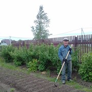 ���������� �����-���������, ���� ������� �������, 75 ���, ������������ ��� ������, ����� � ���������, c�������� ���������, ���������