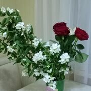  ,   , 55 ,   ,   , c , 