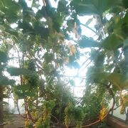 ���������� �����, ���� ������� �����, 55 ���, ������������ ��� c�������� ���������