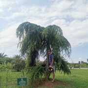 ���������� ����, ���� ������� ����, 45 ���, ������������ ��� ������, ����� � ���������