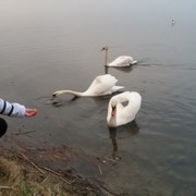 ���������� �����, ���� ������� ��������, 55 ���, ������������ ��� ������, ����� � ���������, c�������� ���������