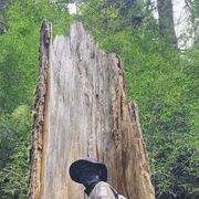 ���������� �����-���������, ���� ������� Haoran, 36 ���, ������������ ��� ����� � ���������, c�������� ���������