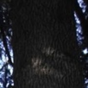 ���������� �������, ���� ������� Giorgi, 37 ���, ������������ ��� ������, ����� � ���������, c�������� ���������