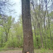 ���������� ���, ���� ������� ������, 39 ���, ������������ ��� ������, ����� � ���������