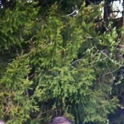 ���������� ������, ���� ������� ��������, 29 ���, ������������ ��� ������