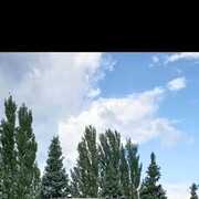 ���������� �����-���������, ���� ������� ���������, 43 ����, ������������ ��� ������, ����� � ���������