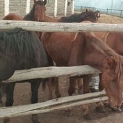 ���������� ������, ���� ������� ����, 40 ���, ������������ ��� c�������� ���������