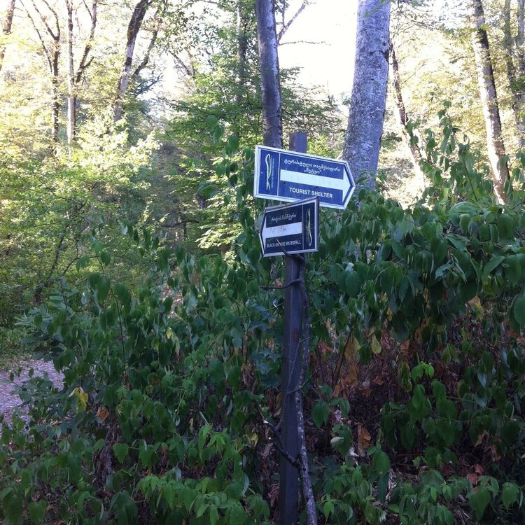  6382763  Lasha, 37 ,    