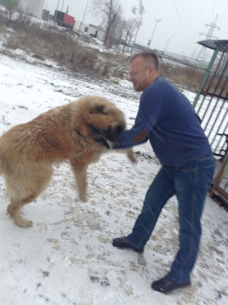 ���������� ������, ���� ������� ������, 50 ���, ������������ ��� ������, ����� � ���������