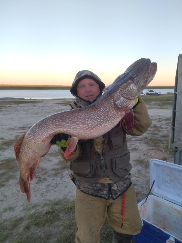 ���� 55278023 ������� �������, 49 ���, ���� ���������� � ��������