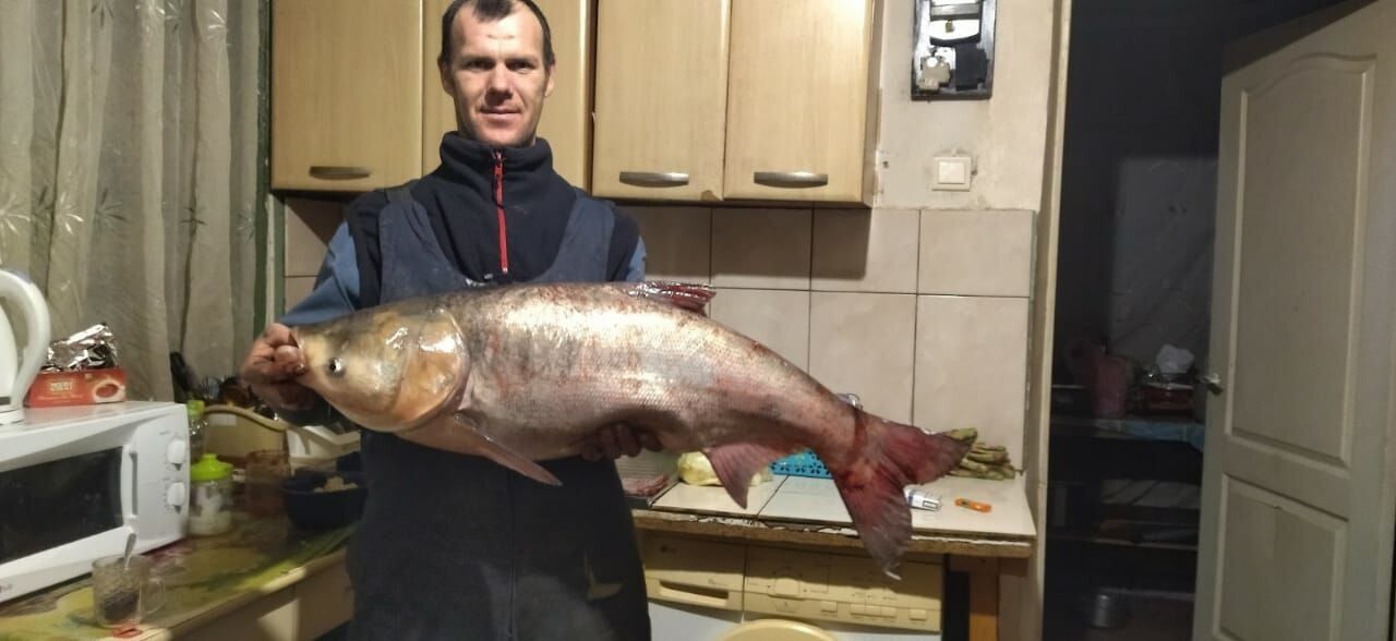 ���� 35248313 ������� ������, 38 ���, ���� ���������� � �������������