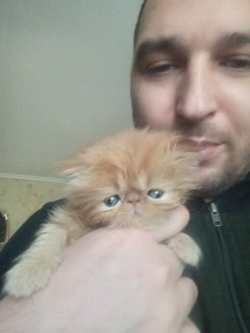 ���������� �������, ���� ������� �����, 40 ���, ������������ ��� ������, ����� � ���������