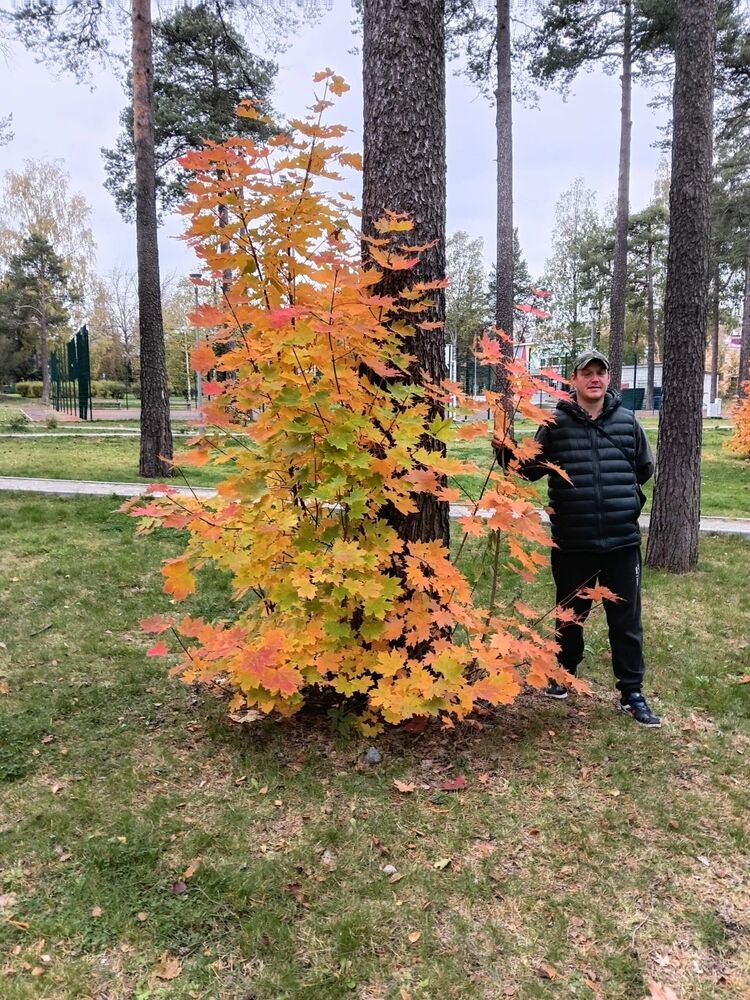  54311253  , 39 ,    -