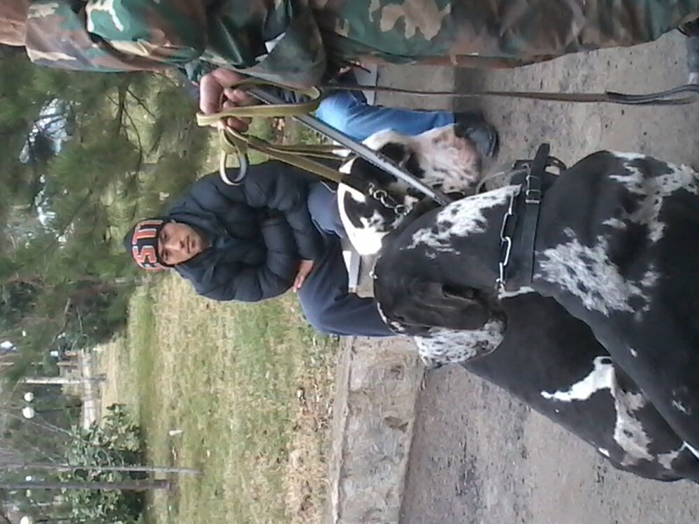 ���� 5426473 ������� Black star, 40 ���, ���� ���������� � ��������